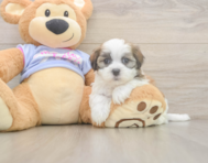 6 week old Teddy Bear Puppy For Sale - Lone Star Pups