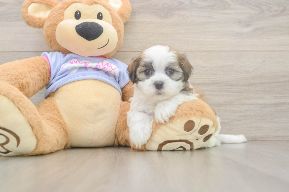 6 week old Teddy Bear Puppy For Sale - Lone Star Pups