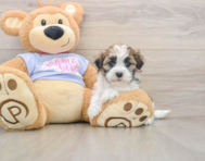 5 week old Teddy Bear Puppy For Sale - Lone Star Pups