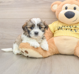 6 week old Teddy Bear Puppy For Sale - Lone Star Pups