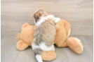 Sweet Teddy Bear Baby