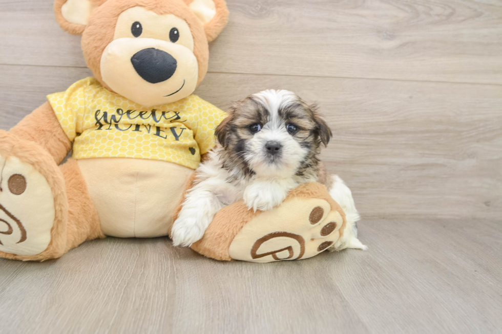 Teddy Bear Puppy for Adoption