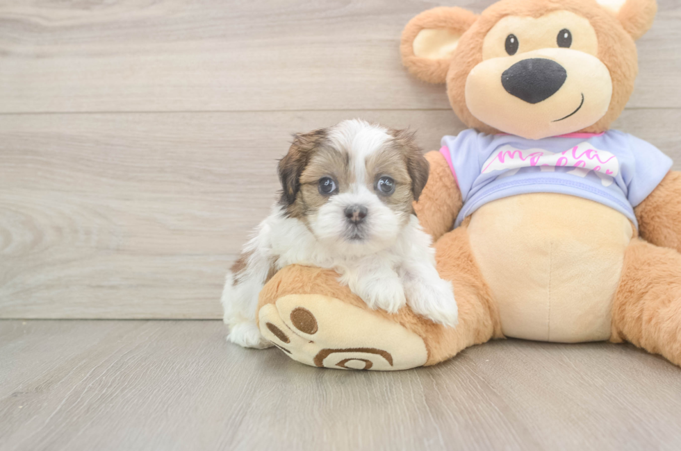6 week old Teddy Bear Puppy For Sale - Lone Star Pups
