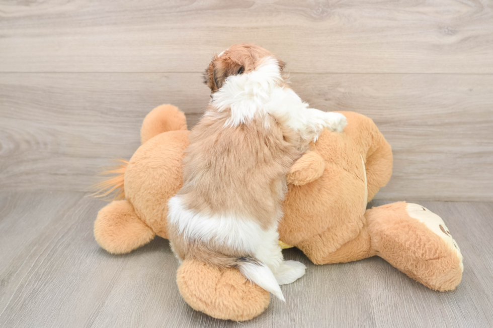 Hypoallergenic Shitzu Designer Puppy