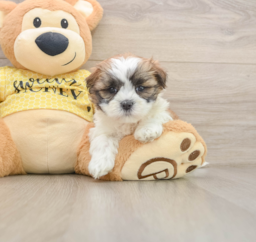 6 week old Teddy Bear Puppy For Sale - Lone Star Pups