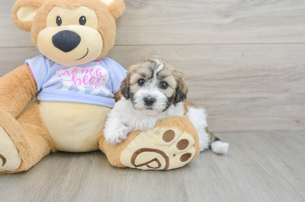 6 week old Teddy Bear Puppy For Sale - Lone Star Pups