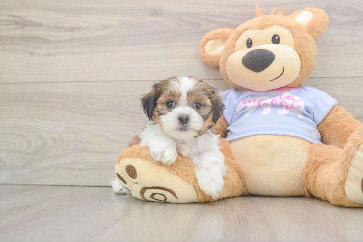 Teddy Bear Puppy for Adoption