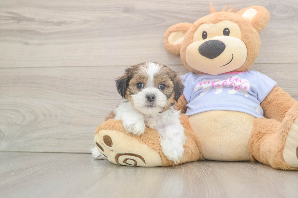 6 week old Teddy Bear Puppy For Sale - Lone Star Pups