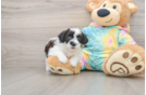 Fluffy Teddy Bear Designer Pup