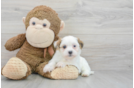 Teddy Bear Puppy for Adoption