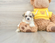 8 week old Teddy Bear Puppy For Sale - Lone Star Pups