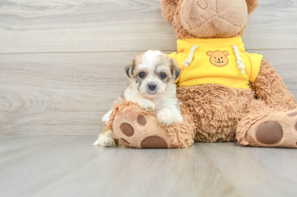 8 week old Teddy Bear Puppy For Sale - Lone Star Pups