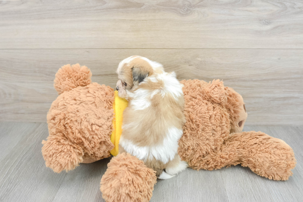 Smart Teddy Bear Designer Pup