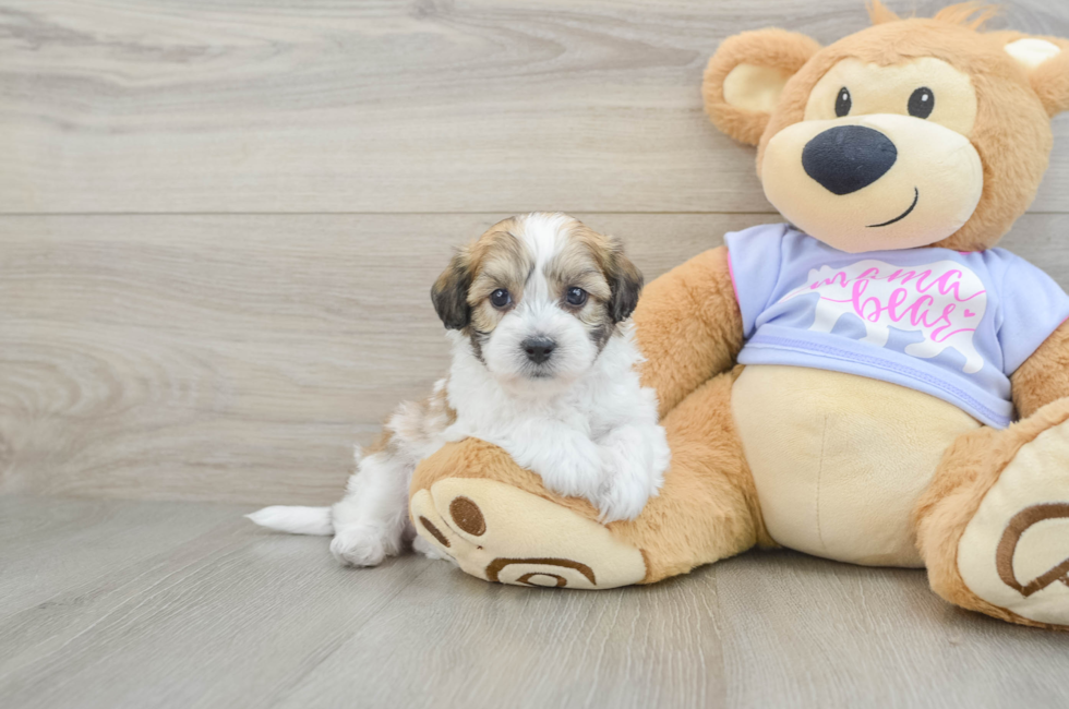 6 week old Teddy Bear Puppy For Sale - Lone Star Pups