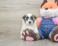 7 week old Teddy Bear Puppy For Sale - Lone Star Pups