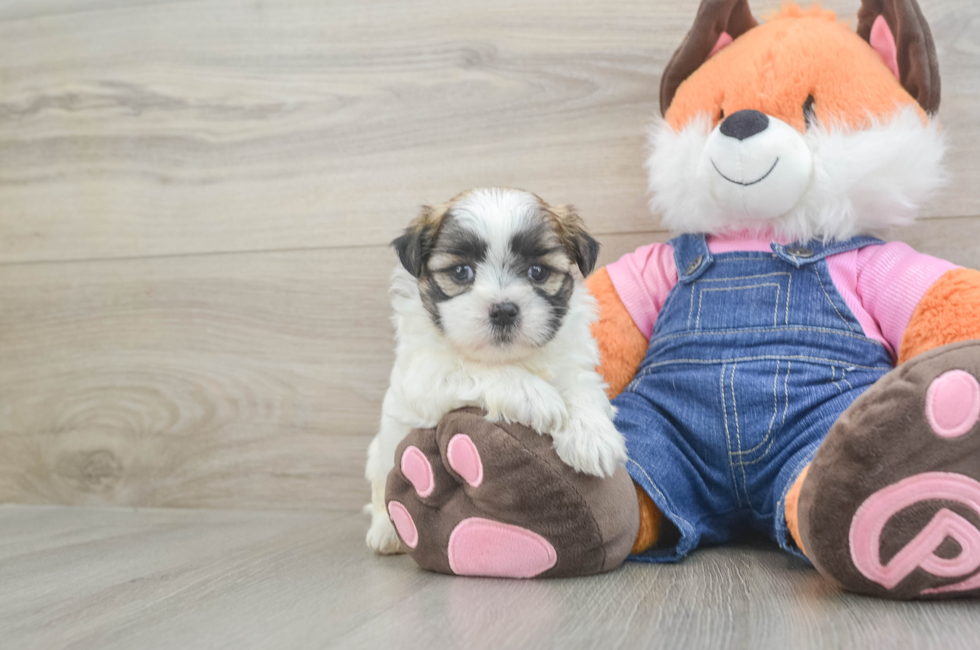 6 week old Teddy Bear Puppy For Sale - Lone Star Pups