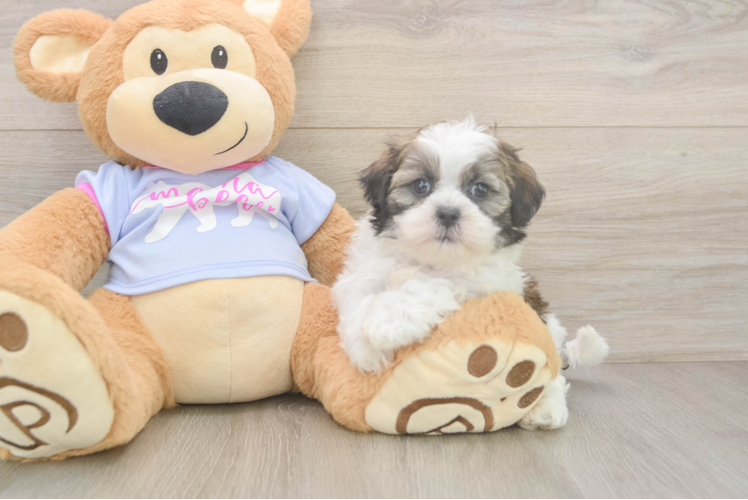 Energetic Shichon Designer Puppy