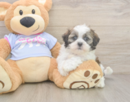 6 week old Teddy Bear Puppy For Sale - Lone Star Pups