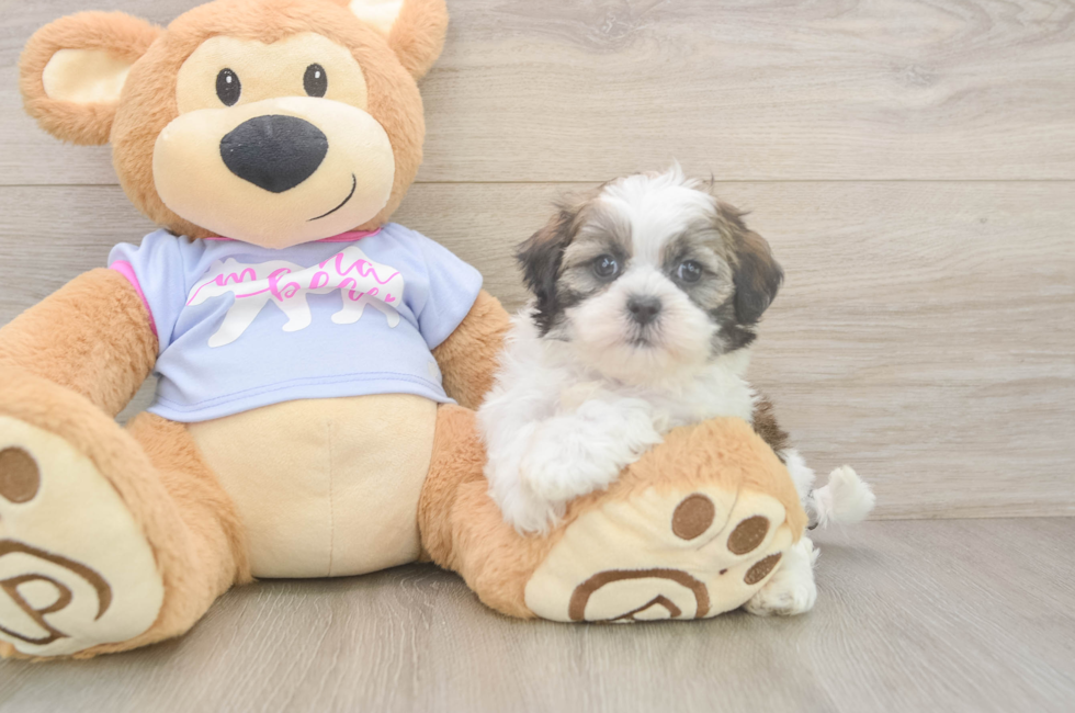 6 week old Teddy Bear Puppy For Sale - Lone Star Pups
