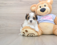 5 week old Teddy Bear Puppy For Sale - Lone Star Pups