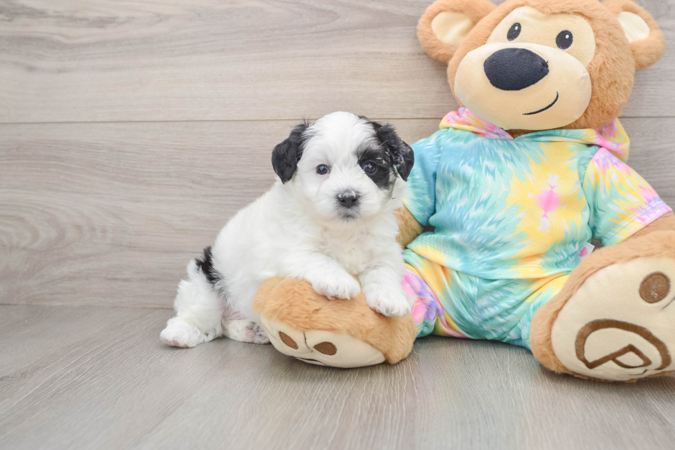 Energetic Shichon Designer Puppy