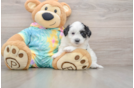 Funny Teddy Bear Designer Pup