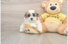 Playful Shichon Designer Puppy