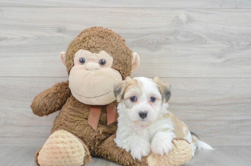 6 week old Teddy Bear Puppy For Sale - Lone Star Pups