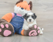 7 week old Teddy Bear Puppy For Sale - Lone Star Pups