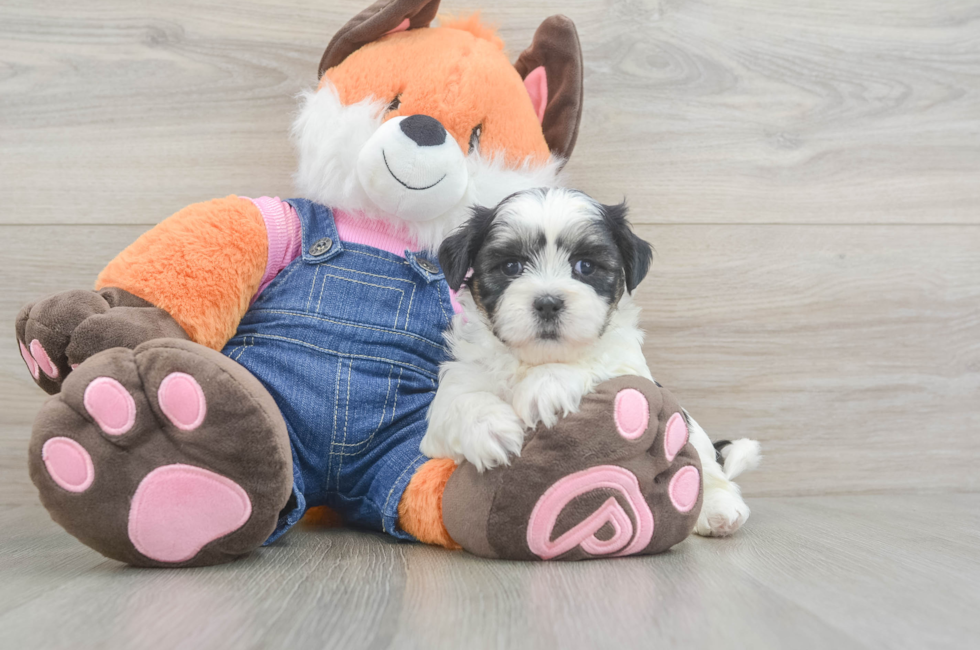 6 week old Teddy Bear Puppy For Sale - Lone Star Pups