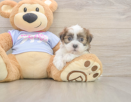 7 week old Teddy Bear Puppy For Sale - Lone Star Pups