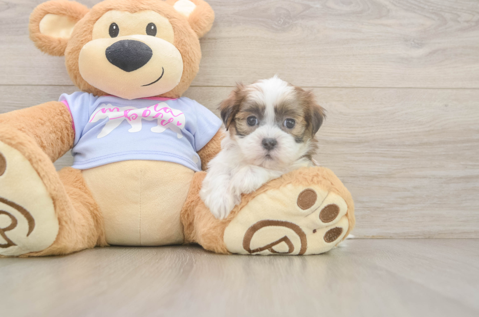 6 week old Teddy Bear Puppy For Sale - Lone Star Pups