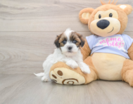 5 week old Teddy Bear Puppy For Sale - Lone Star Pups
