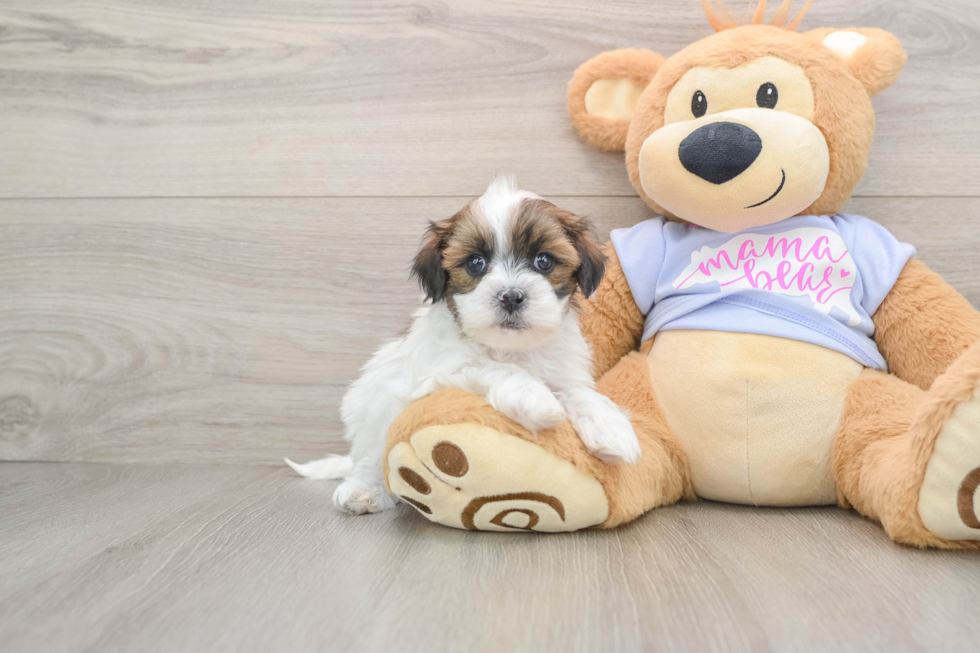 Teddy Bear Puppy for Adoption