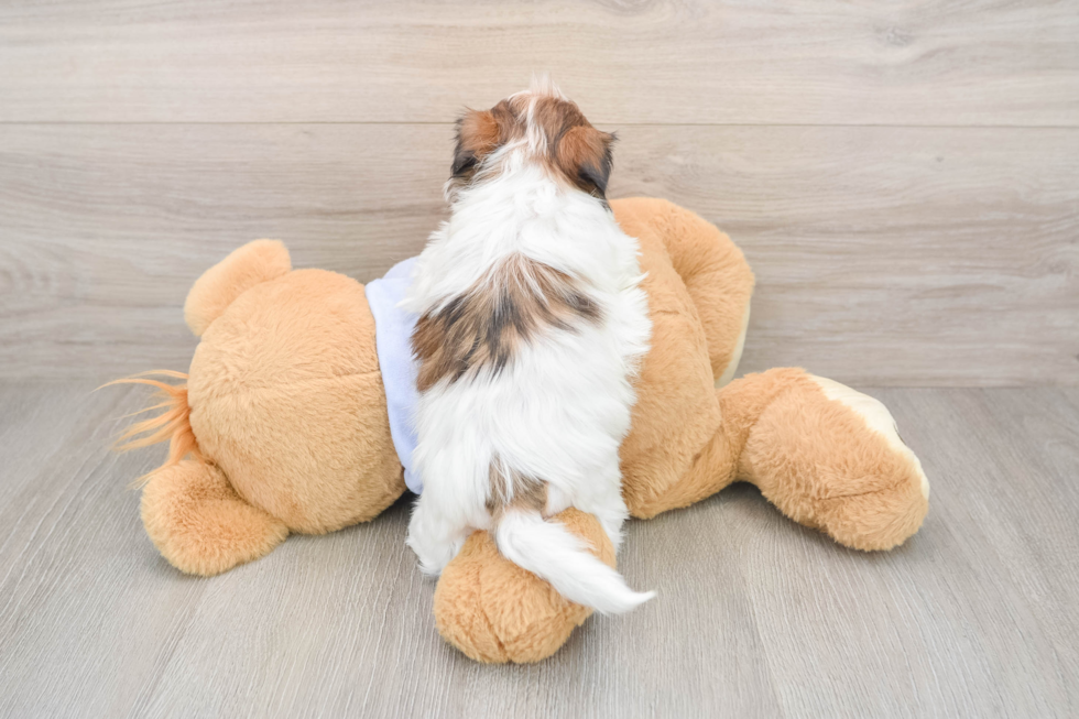 Teddy Bear Puppy for Adoption