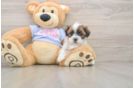 Teddy Bear Puppy for Adoption