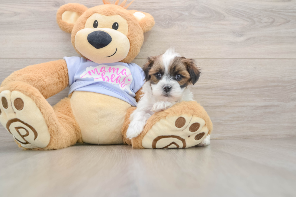 Teddy Bear Puppy for Adoption