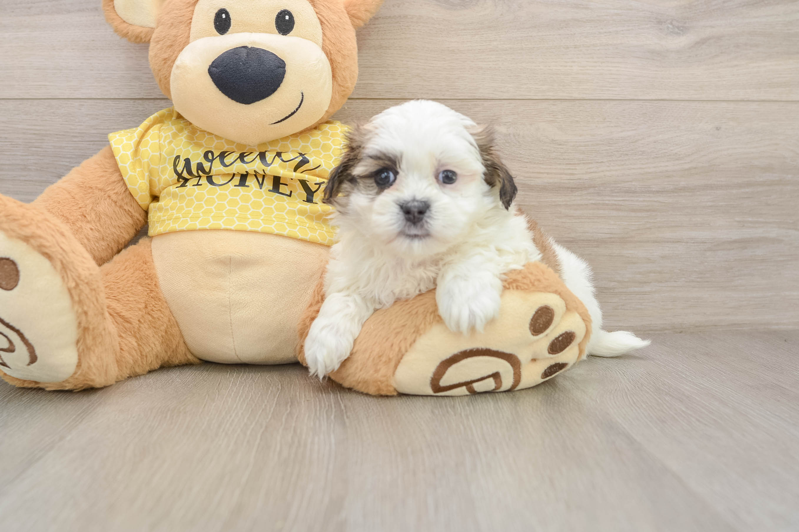 Little Shichon Designer Puppy