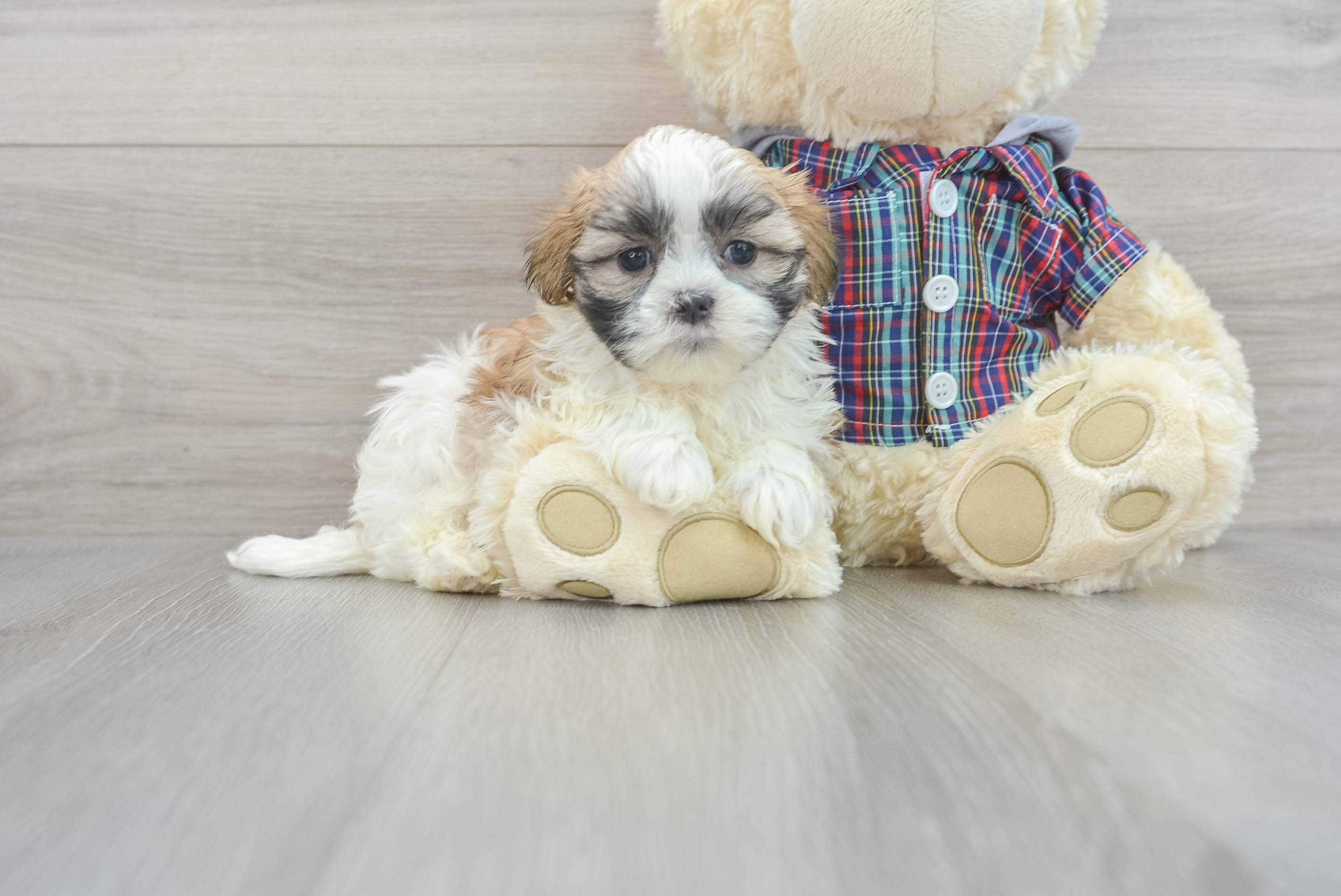 Little Shitzu Designer Puppy