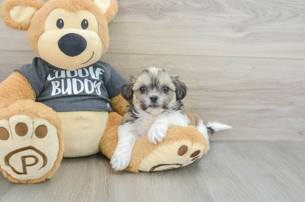 7 week old Teddy Bear Puppy For Sale - Lone Star Pups