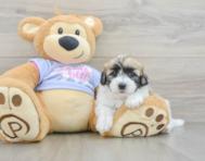 8 week old Teddy Bear Puppy For Sale - Lone Star Pups