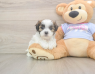 8 week old Teddy Bear Puppy For Sale - Lone Star Pups