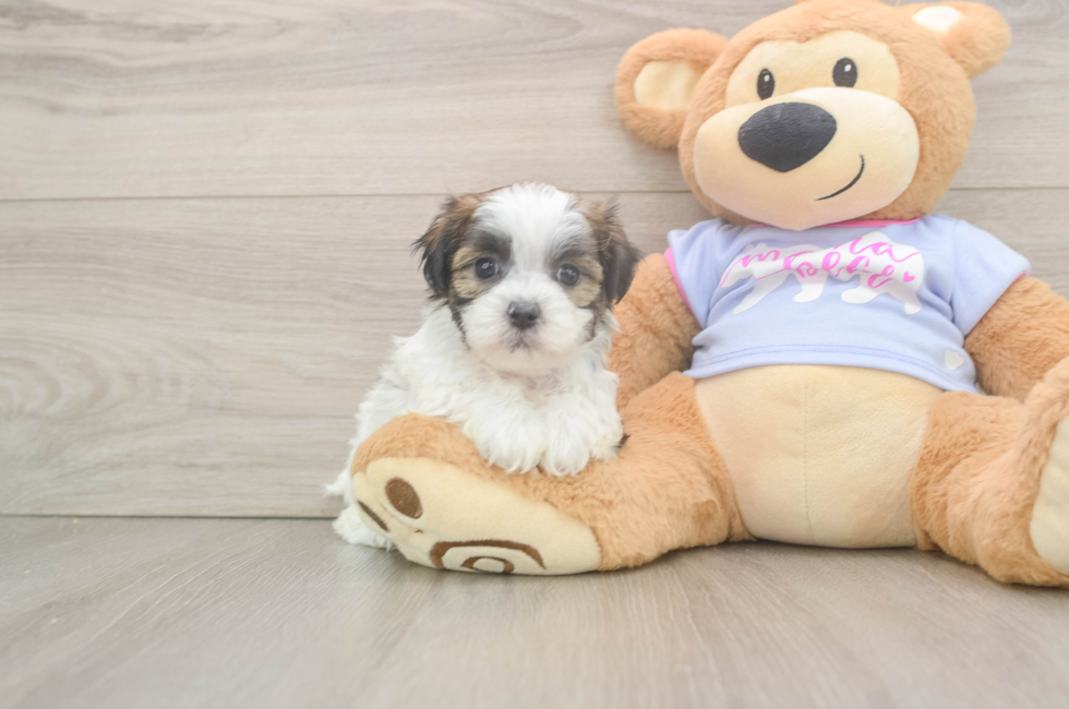 6 week old Teddy Bear Puppy For Sale - Lone Star Pups