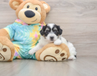 6 week old Teddy Bear Puppy For Sale - Lone Star Pups
