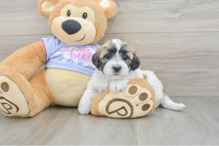 Teddy Bear Pup Being Cute