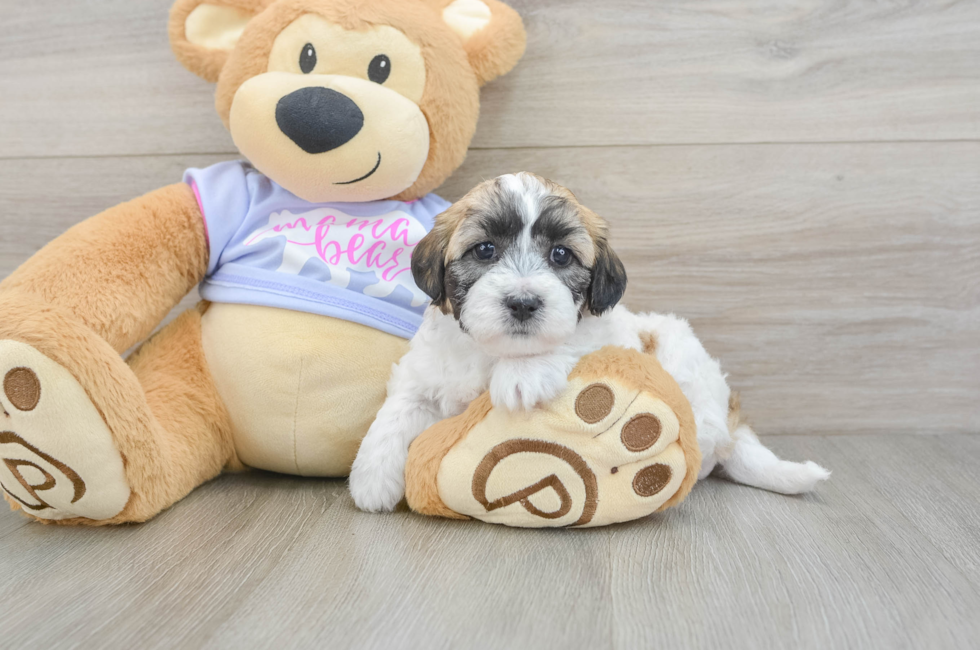 6 week old Teddy Bear Puppy For Sale - Lone Star Pups