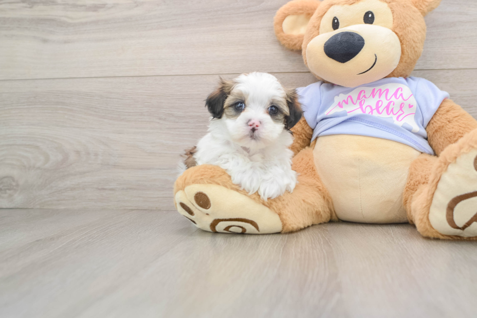 Playful Shit Designer Puppy