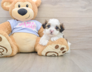 6 week old Teddy Bear Puppy For Sale - Lone Star Pups