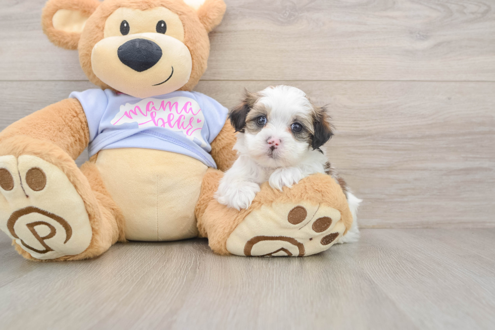 Teddy Bear Puppy for Adoption