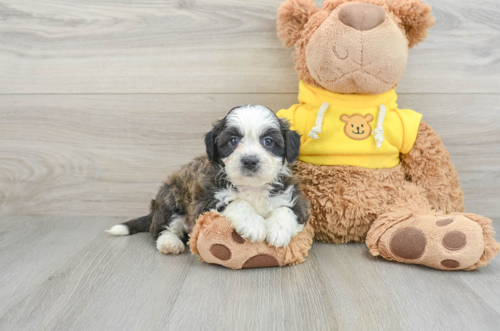 8 week old Teddy Bear Puppy For Sale - Lone Star Pups